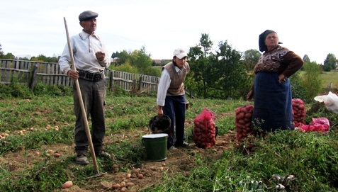 Culesul-cartofilor-la-Dangau