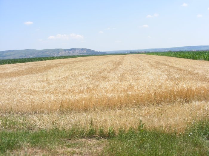 floarea-soarelui (10)