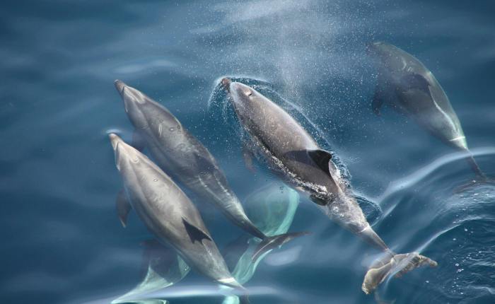 Frontul invizibil al războiului: delfinii Mării Negre între sonare, mine și&nbsp;explozii