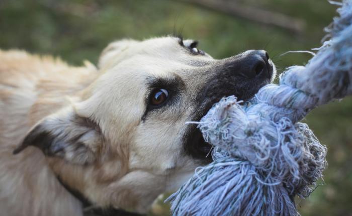 De ce „animalul” mușcă în albaneză, dar are „suflet” în&nbsp;română